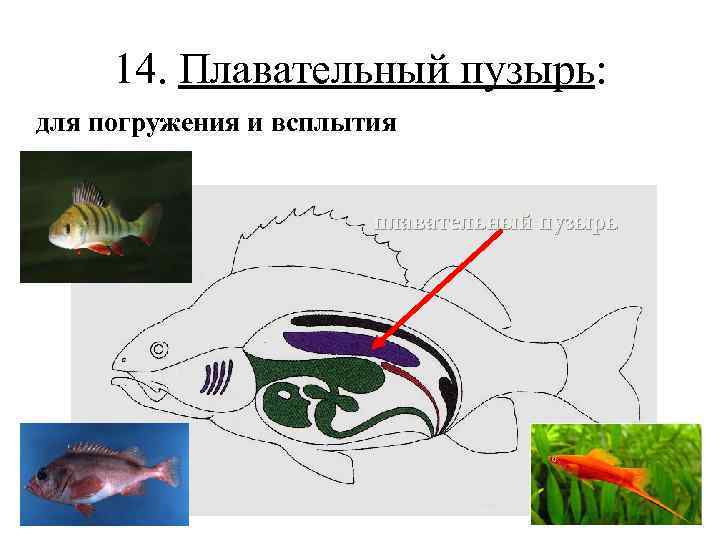 14. Плавательный пузырь: для погружения и всплытия плавательный пузырь 