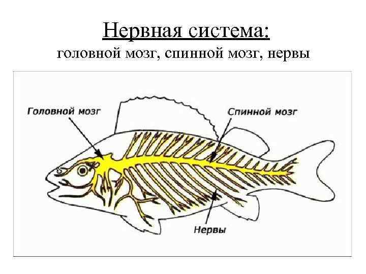  Нервная система: головной мозг, спинной мозг, нервы 