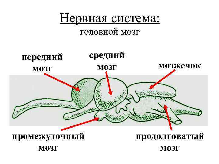 Нервная система: головной мозг передний мозг промежуточный мозг средний мозг мозжечок продолговатый мозг 