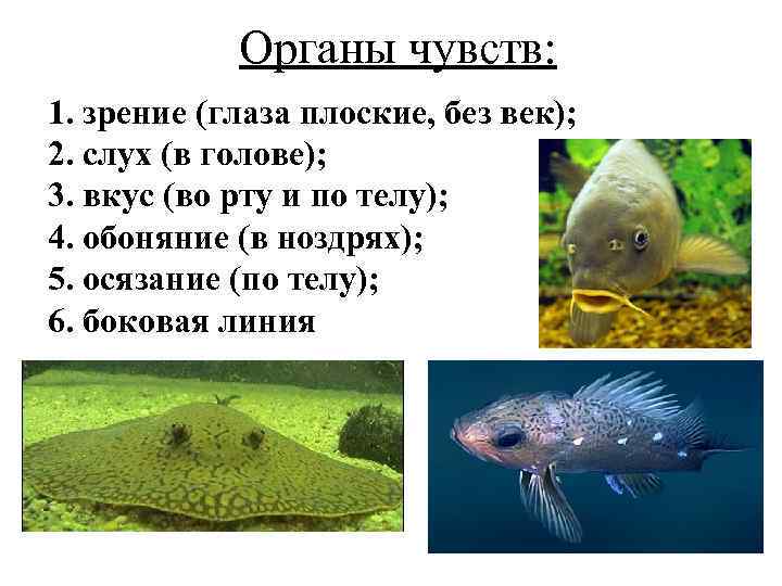  Органы чувств: 1. зрение (глаза плоские, без век); 2. слух (в голове); 3.