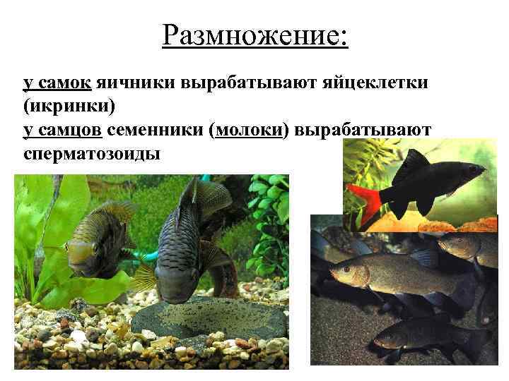 Размножение: у самок яичники вырабатывают яйцеклетки (икринки) у самцов семенники (молоки) вырабатывают сперматозоиды 