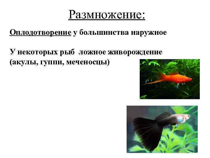  Размножение: Оплодотворение у большинства наружное У некоторых рыб ложное живорождение (акулы, гуппи, меченосцы)