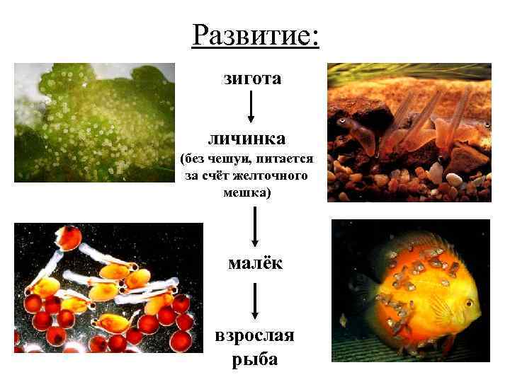 Развитие: зигота личинка (без чешуи, питается за счёт желточного мешка) малёк взрослая рыба 
