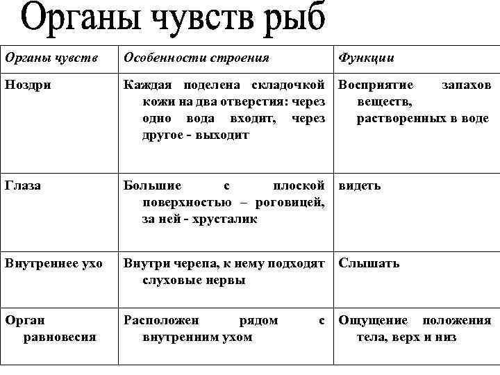 Органы чувств Особенности строения Функции Ноздри Каждая поделена складочкой Восприятие запахов кожи на два
