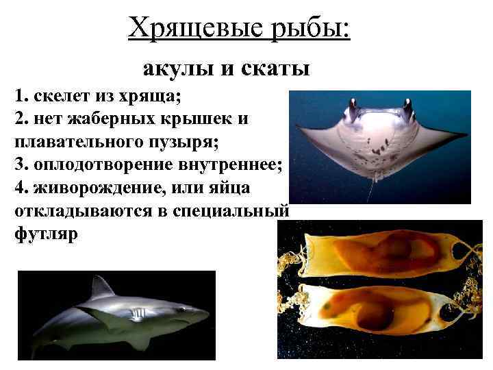 Хрящевые рыбы: акулы и скаты 1. скелет из хряща; 2. нет жаберных крышек и