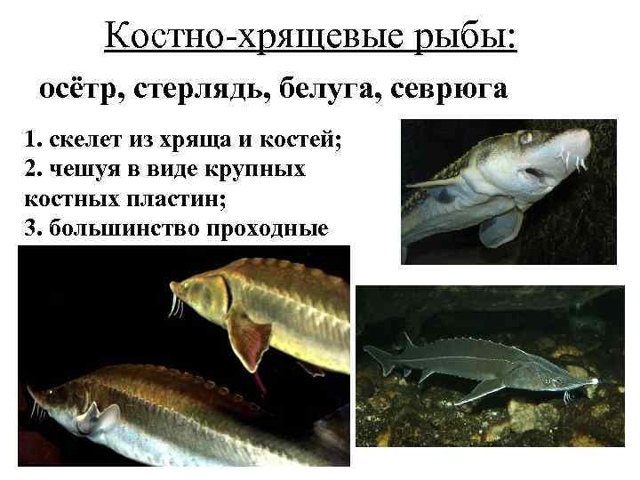 Костно-хрящевые рыбы: осётр, стерлядь, белуга, севрюга 1. скелет из хряща и костей; 2. чешуя