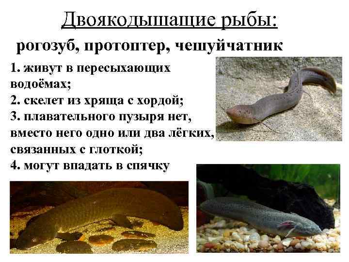 Двоякодышащие рыбы: рогозуб, протоптер, чешуйчатник 1. живут в пересыхающих водоёмах; 2. скелет из хряща