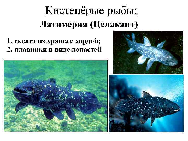 Кистепёрые рыбы: Латимерия (Целакант) 1. скелет из хряща с хордой; 2. плавники в виде