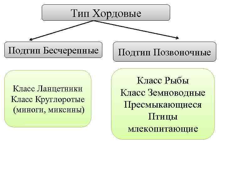 Тип Хордовые Подтип Бесчерепные Класс Ланцетники Класс Круглоротые (миноги, миксины) Подтип Позвоночные Класс Рыбы