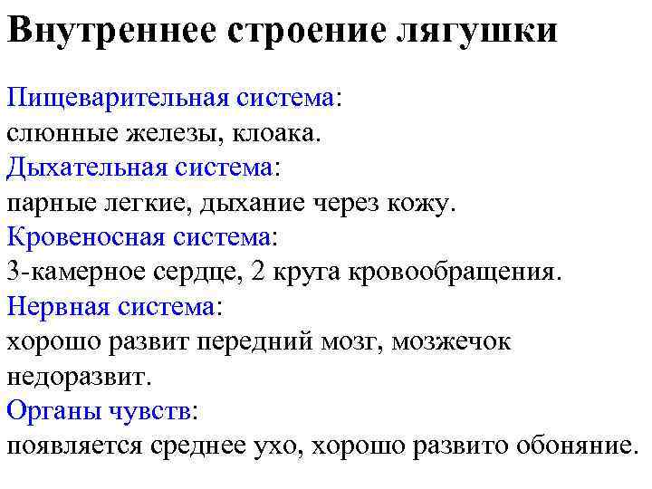 Внутреннее строение лягушки Пищеварительная система: слюнные железы, клоака. Дыхательная система: парные легкие, дыхание через