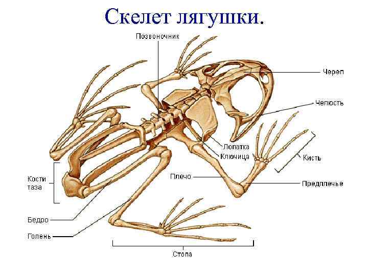 Скелет лягушки и ящерицы. Строение скелета земноводных 7 класс. Костное строение лягушки. Скелет и внутреннее строение амфибий.