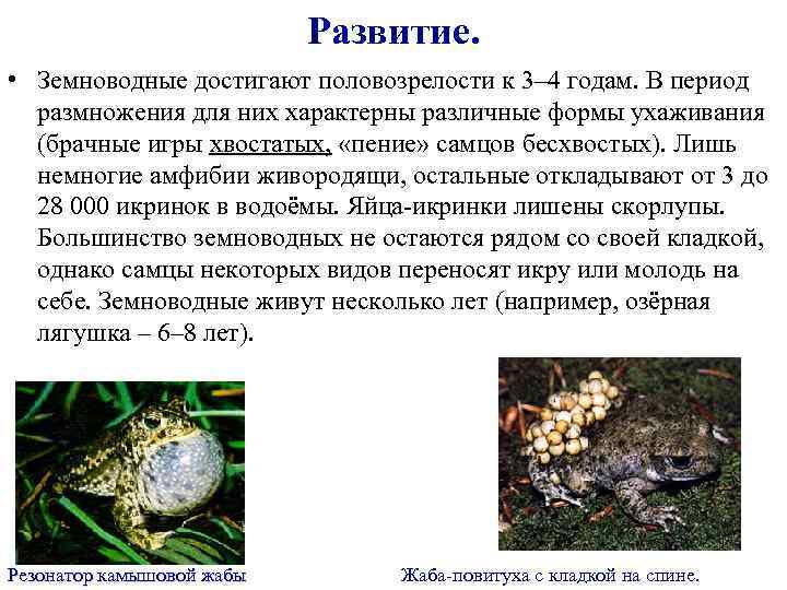 Развитие. • Земноводные достигают половозрелости к 3– 4 годам. В период размножения для них