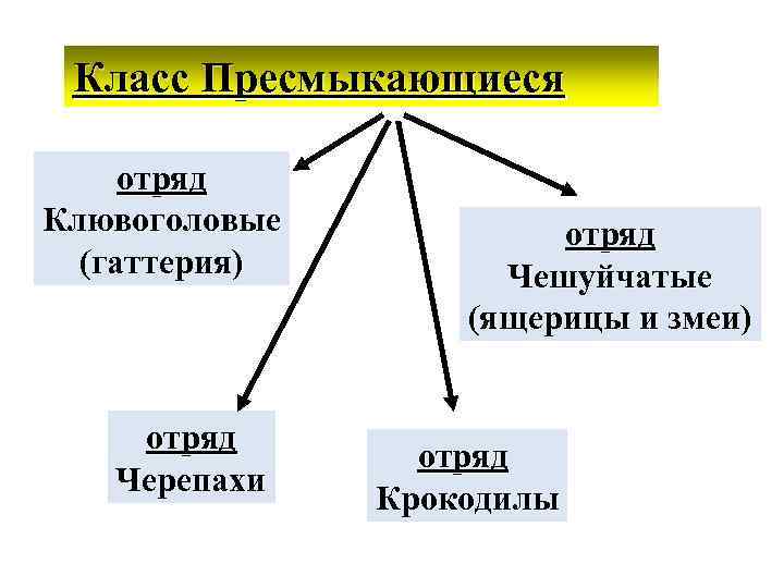 Класс Пресмыкающиеся отряд Клювоголовые (гаттерия) отряд Черепахи отряд Чешуйчатые (ящерицы и змеи) отряд Крокодилы