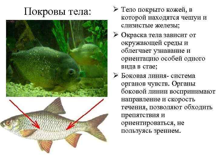 Покровы тела: Ø Тело покрыто кожей, в которой находятся чешуи и слизистые железы; Ø