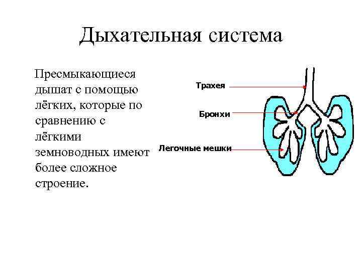 Дыхательная система Пресмыкающиеся дышат с помощью лёгких, которые по сравнению с лёгкими земноводных имеют
