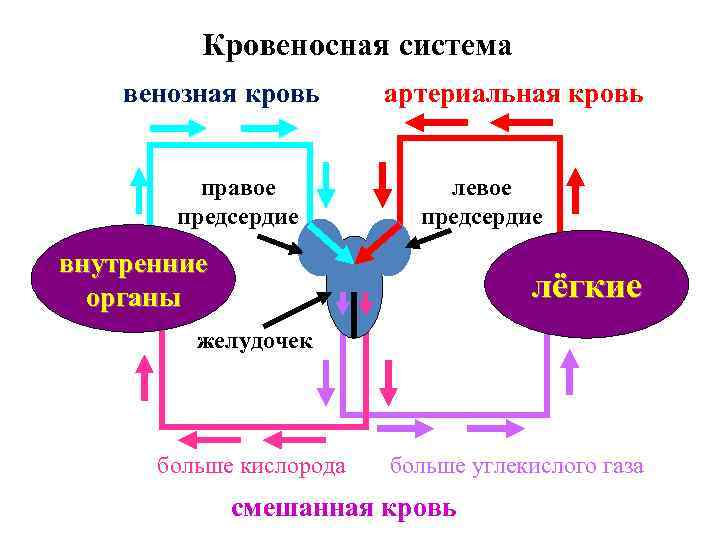 Смешанный газ. Венозная и артериальная кровь различия. Венозная кровь и артериальная кровь различия. Веозная иартериальная кровь. Разница венозной и артериальной крови.