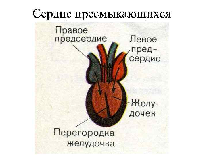 Сердце пресмыкающихся 