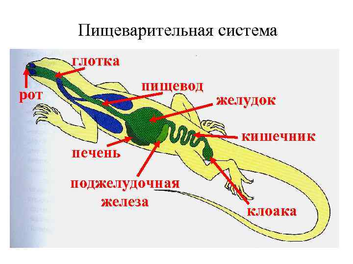 Пищеварительная система глотка пищевод рот печень поджелудочная железа желудок кишечник клоака 