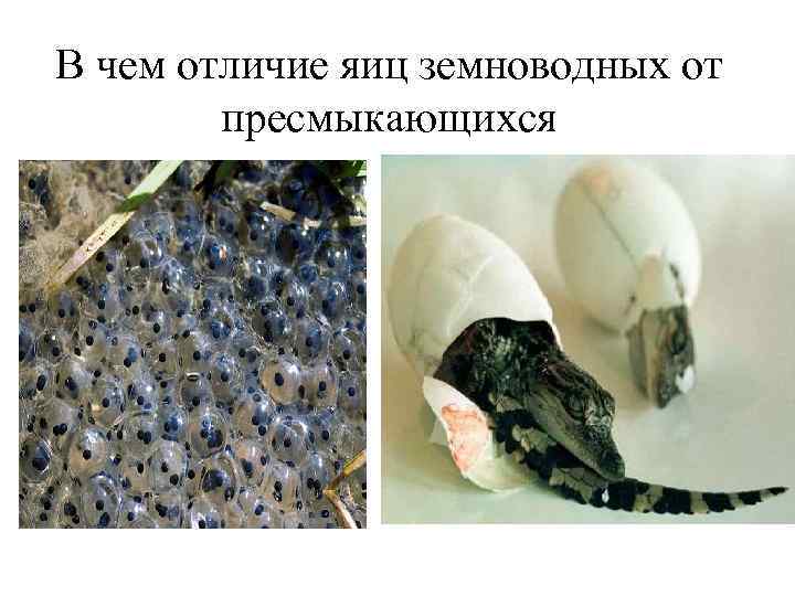 В чем отличие яиц земноводных от пресмыкающихся 