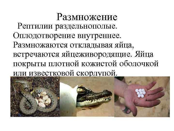 Размножение Рептилии раздельнополые. Оплодотворение внутреннее. Размножаются откладывая яйца, встречаются яйцеживородящие. Яйца покрыты плотной кожистой