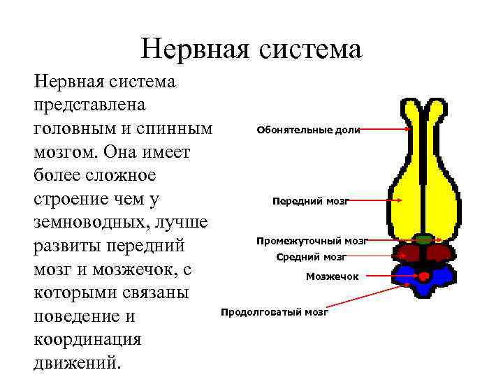 Нервная система представлена Обонятельные доли головным и спинным мозгом. Она имеет более сложное строение
