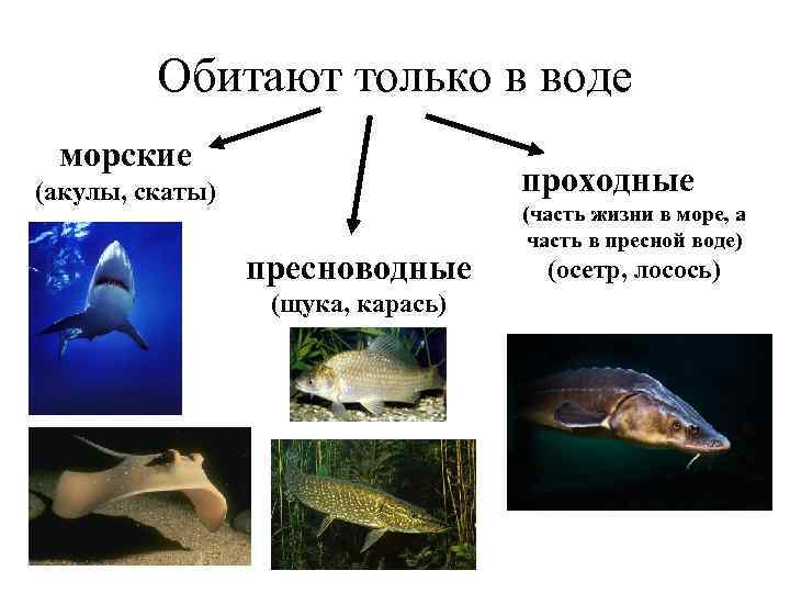 Обитают только в воде морские проходные (акулы, скаты) пресноводные (щука, карась) (часть жизни в