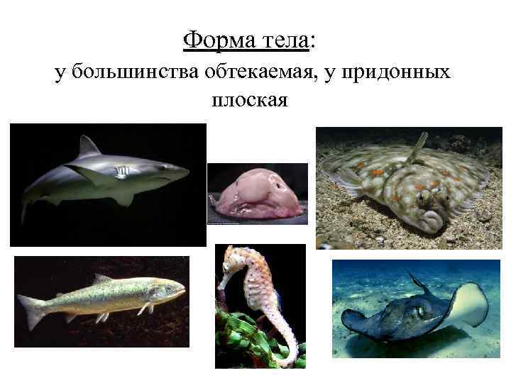 Форма тела: у большинства обтекаемая, у придонных плоская 