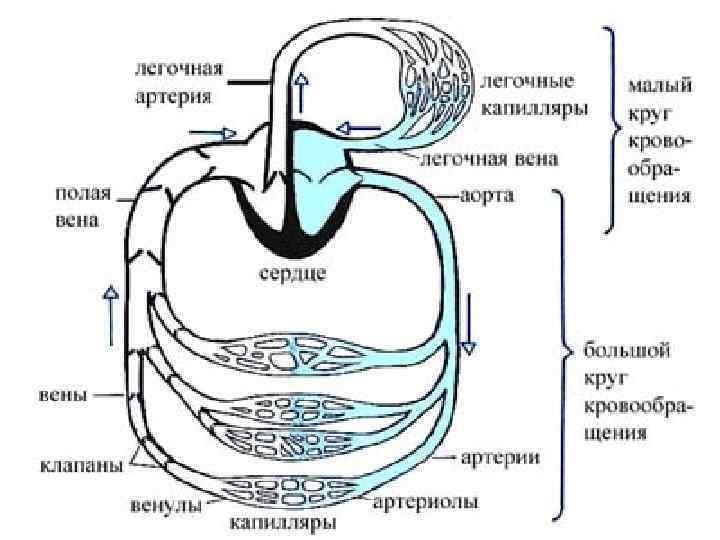 Полая вена круг кровообращения. Большой и малый круг легочный и. Легочный и большой круг. Газообмен круги. Малый большой легочный.