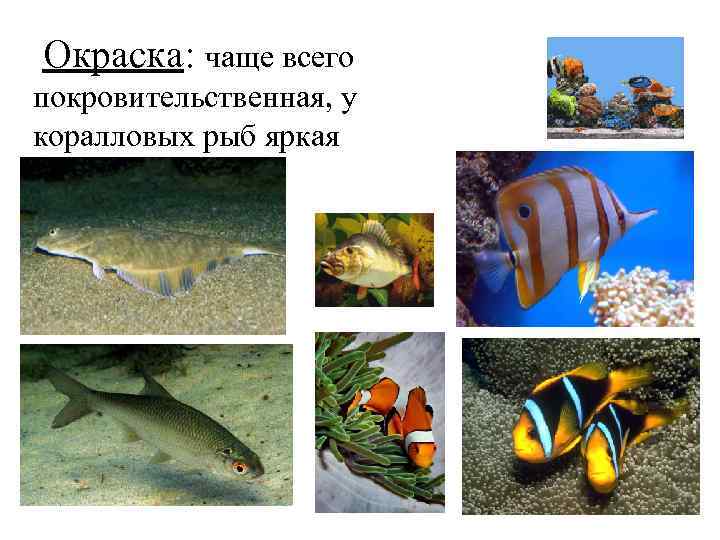  Окраска: чаще всего покровительственная, у коралловых рыб яркая 