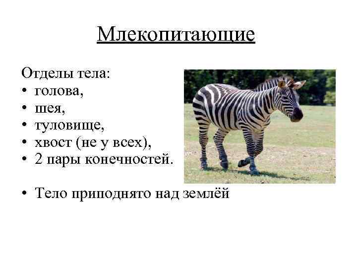 Млекопитающие Отделы тела: • голова, • шея, • туловище, • хвост (не у всех),
