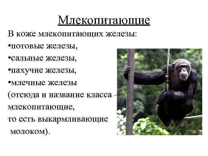 Млекопитающие В коже млекопитающих железы: • потовые железы, • сальные железы, • пахучие железы,