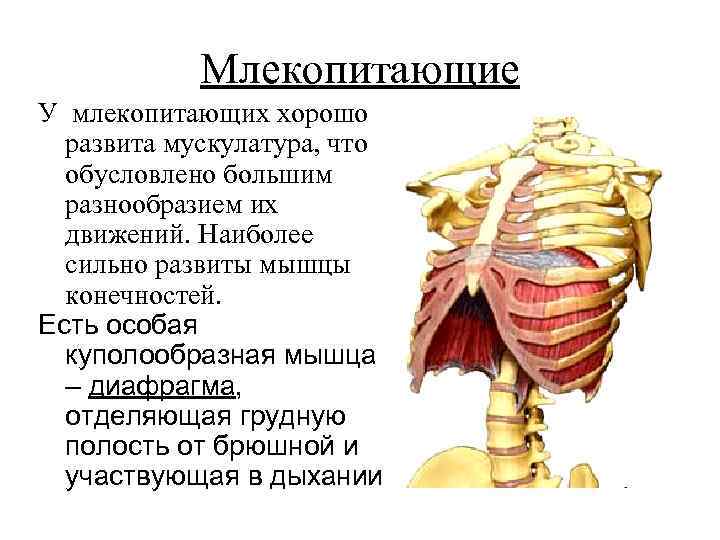 Млекопитающие У млекопитающих хорошо развита мускулатура, что обусловлено большим разнообразием их движений. Наиболее сильно