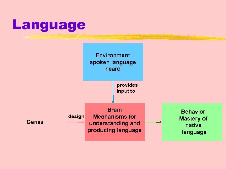 Language Environment spoken language heard provides input to Genes Brain design Mechanisms for understanding