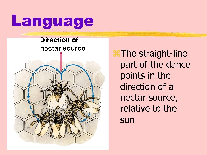 Language Direction of nectar source z. The straight-line part of the dance points in