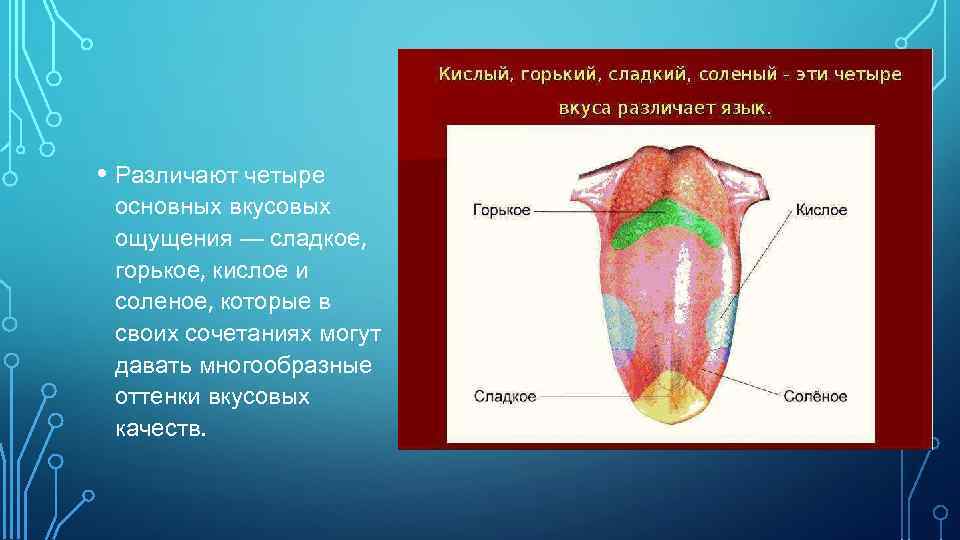  • Различают четыре основных вкусовых ощущения — сладкое, горькое, кислое и соленое, которые