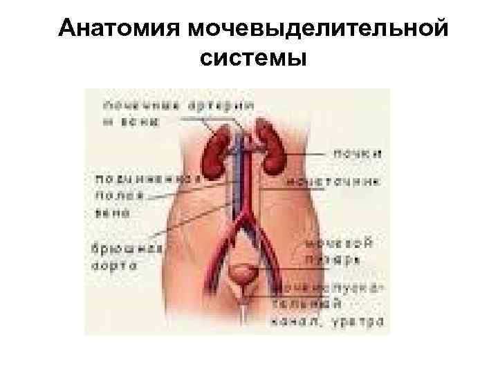 Анатомия мочевыделительной системы 