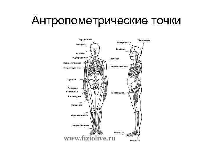 Схема структура антропометрии