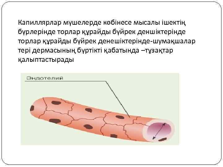 Капиллярлар мүшелерде көбінесе мысалы ішектің бүрлерінде торлар құрайды бүйрек деншіктерінде торлар құрайды бүйрек денешіктерінде-шумақшалар