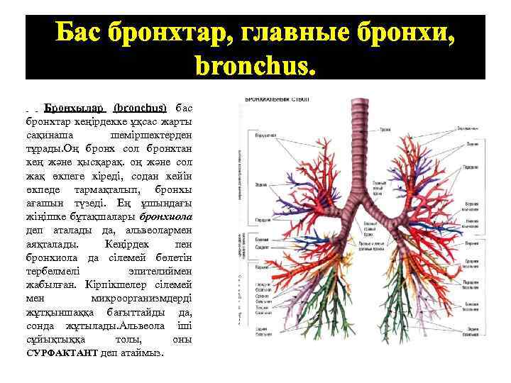 Зависимость строения стенки бронхов и бронхиол от их калибра