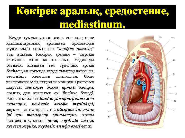 Оң жақ және сол жақ