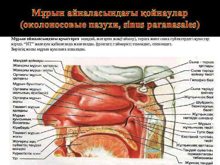 Околоносовые пазухи картинка