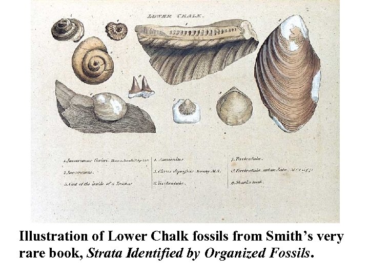 Illustration of Lower Chalk fossils from Smith’s very rare book, Strata Identified by Organized
