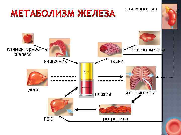 Метаболизм железа. Эритропоэтин и железо. Эритропоэтин и эритроциты. Метаболизм железа в костном мозге. Метаболизм эритропоэтина.