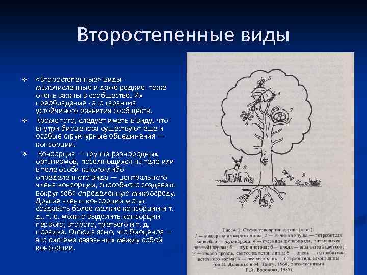 Какую роль в биоценозе играют малочисленные виды. Схема консорции. Схема консорции дуба. Виды биоценоза. Схема строения консорции.