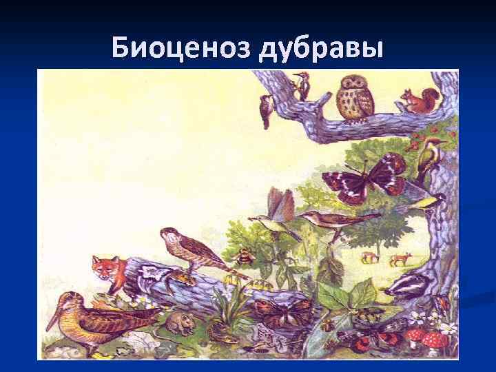 В представленном на рисунке биоценозе продуцентом является бактерии дуб ястреб