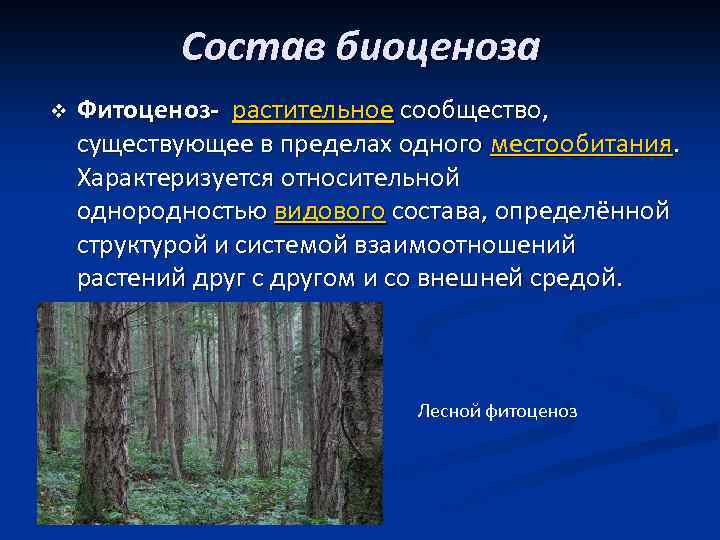 Биоценоз леса пример. Состав растительных сообществ. Структура растительного сообщества. Растительные сообщества леса. Строение растительного сообщества.