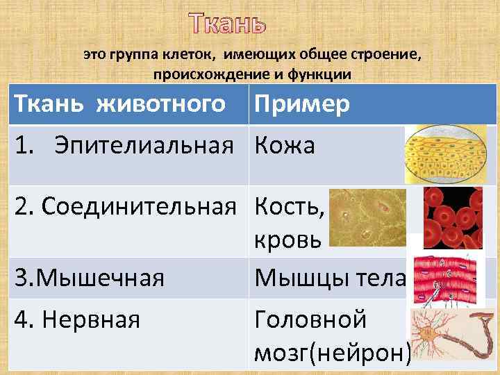 Клетки группы б