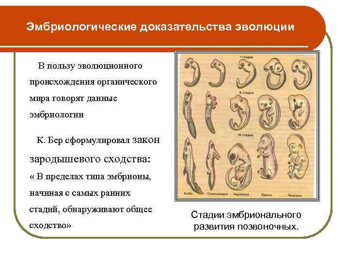 Эмбриологические доказательства эволюции В пользу эволюционного происхождения органического мира говорят данные эмбриологии К. Бер