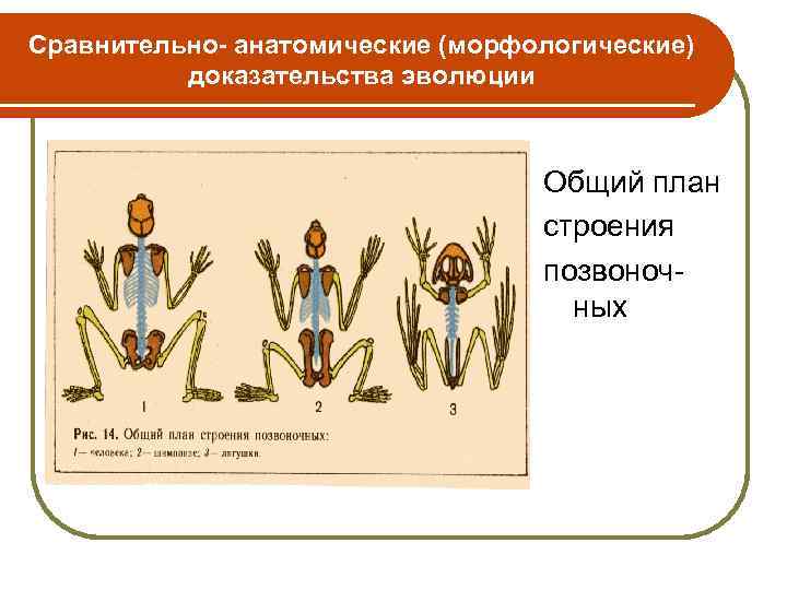 Сравнительно- анатомические (морфологические) доказательства эволюции Общий план строения позвоночных 