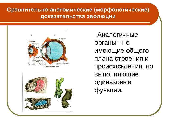 Сравнительно-анатомические (морфологические) доказательства эволюции Аналогичные органы - не имеющие общего плана строения и происхождения,